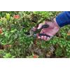 CRAFTSMAN CMXMCBA0700 Bypass Pruning Shears Lightweight Steel, Black(Bypass Pruning Shears)