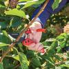 Craftsman 3/4-in. Manual Bypass Pruner for Cutting, Trimming Branches, Shaping Rose Bushes